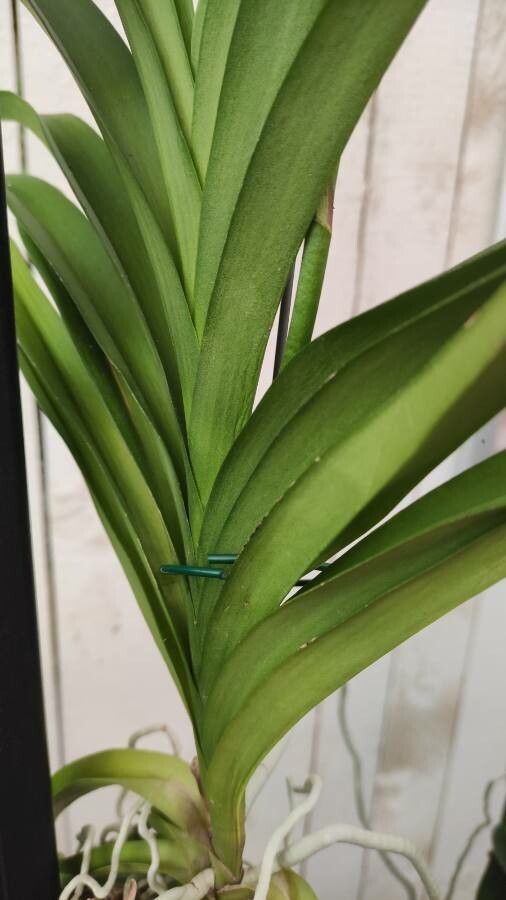 Vanda coerulescens — search result for 'Thailand'