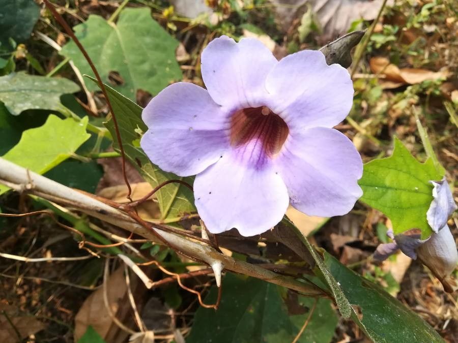 Thunbergia grandiflora flower
