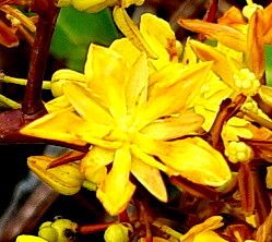 Ouratea cuspidata flower