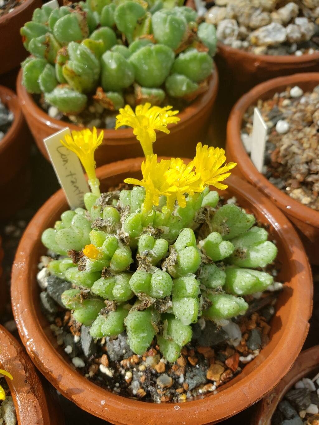 Conophytum tantillum habit