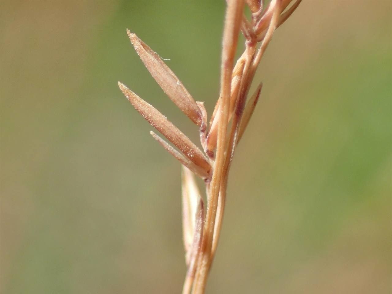Festuca filiformis fruit