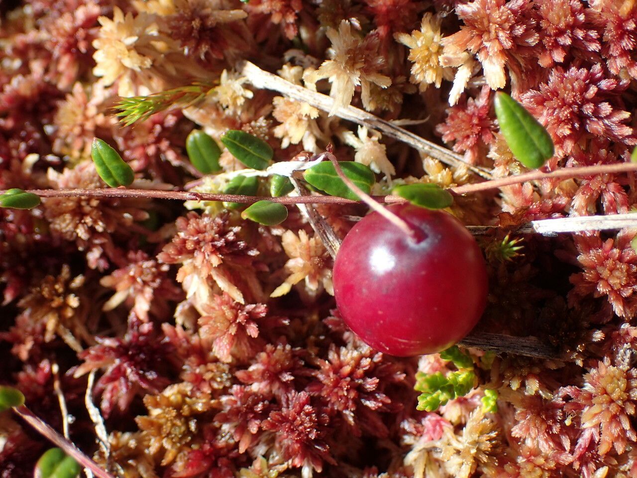 Vaccinium microcarpum fruit