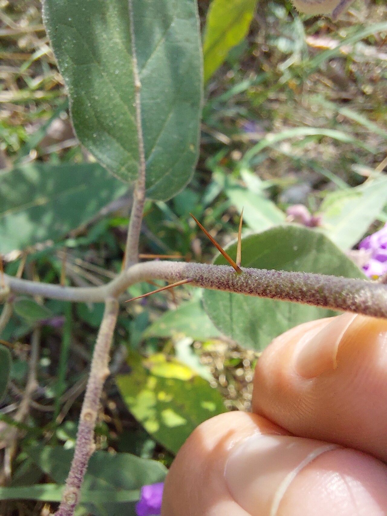 Solanum celatum — houseplant care guide