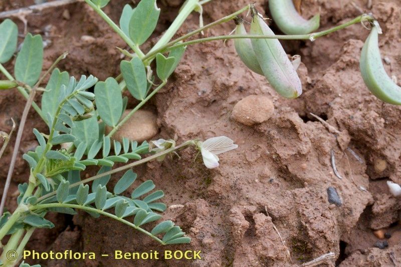 Astragalus cymbicarpos habit