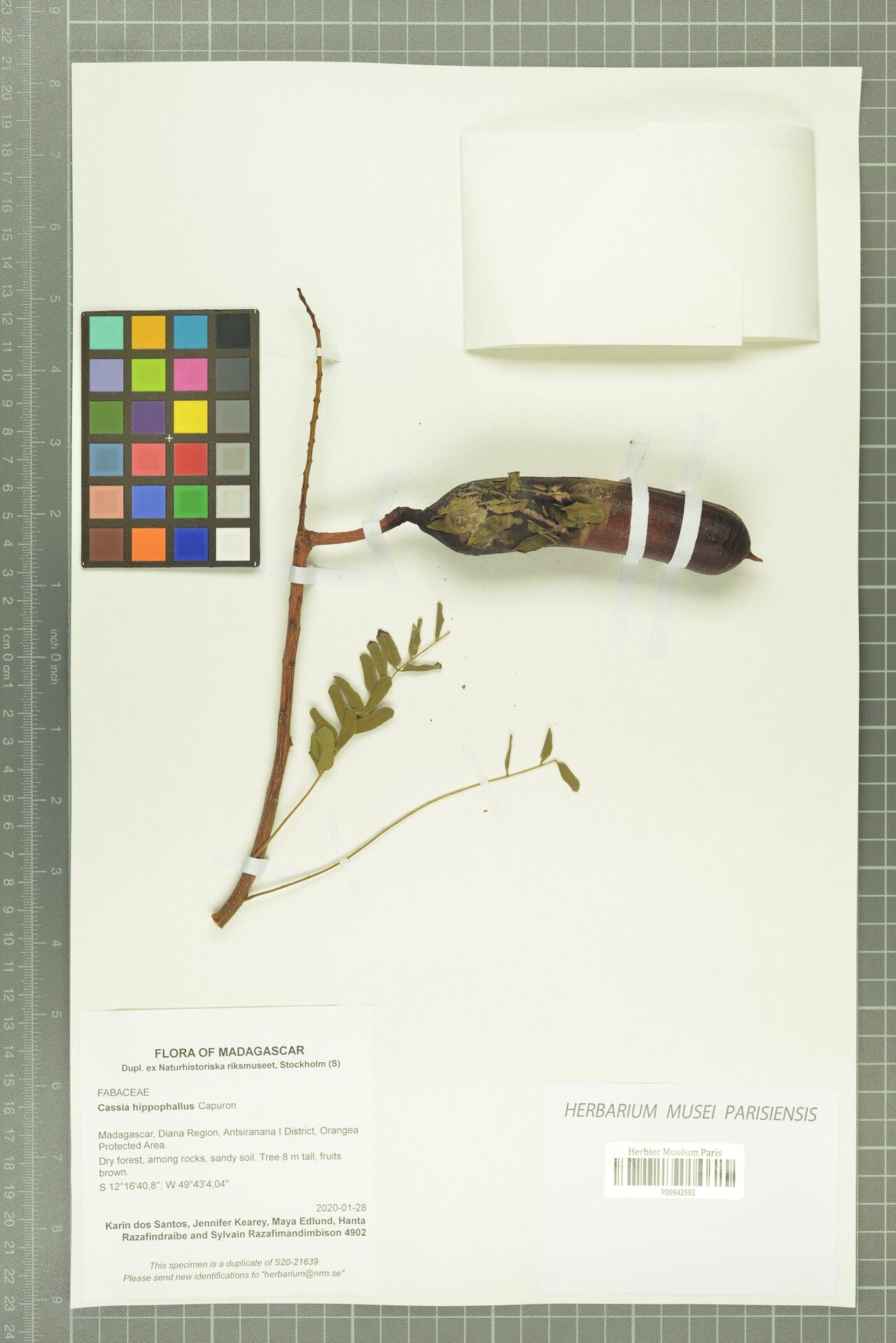 Cassia hippophallus — search result for 'Cassia'