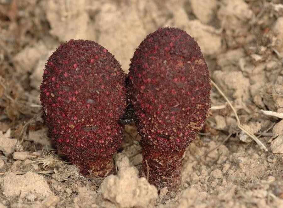 Cynomorium coccineum flower