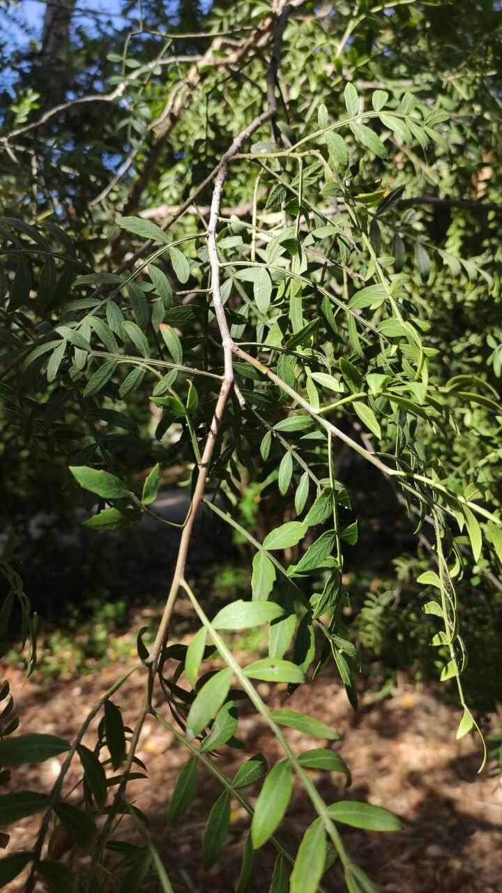 Schinus weinmannifolius — search result for 'Schinus'