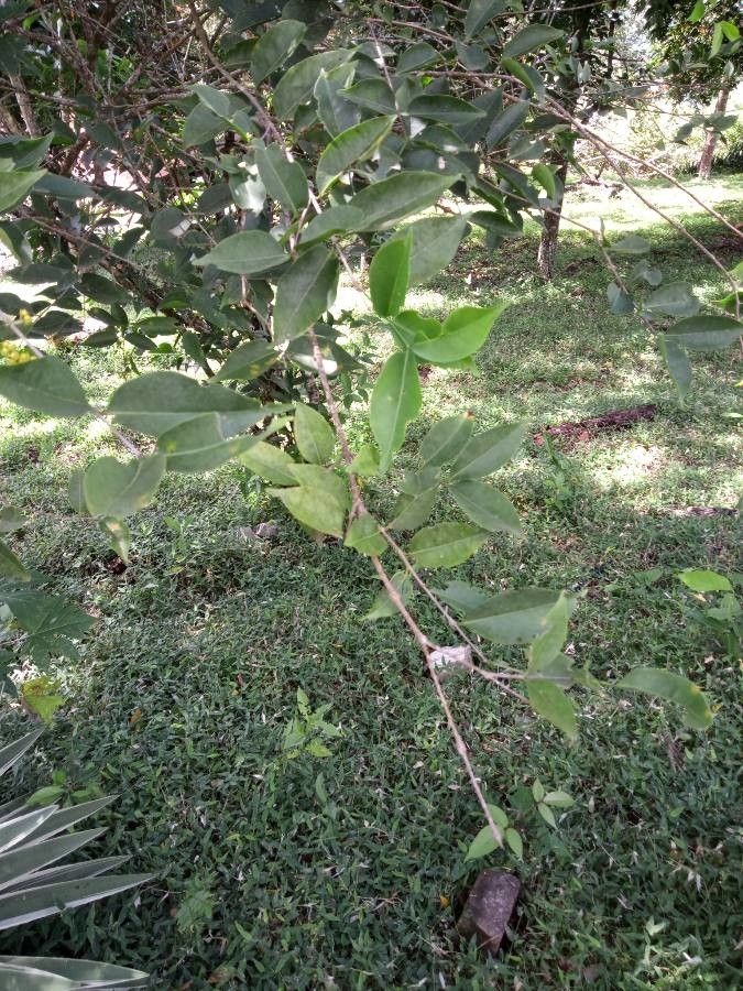 Stigmaphyllon ellipticum — houseplant care guide