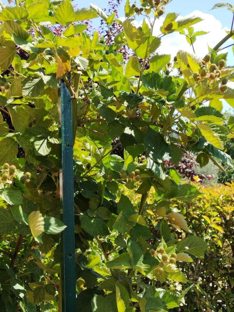 Rubus franconicus — houseplant care guide