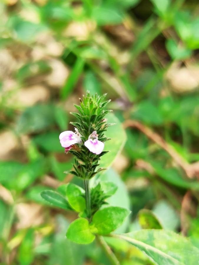Justicia procumbens flower