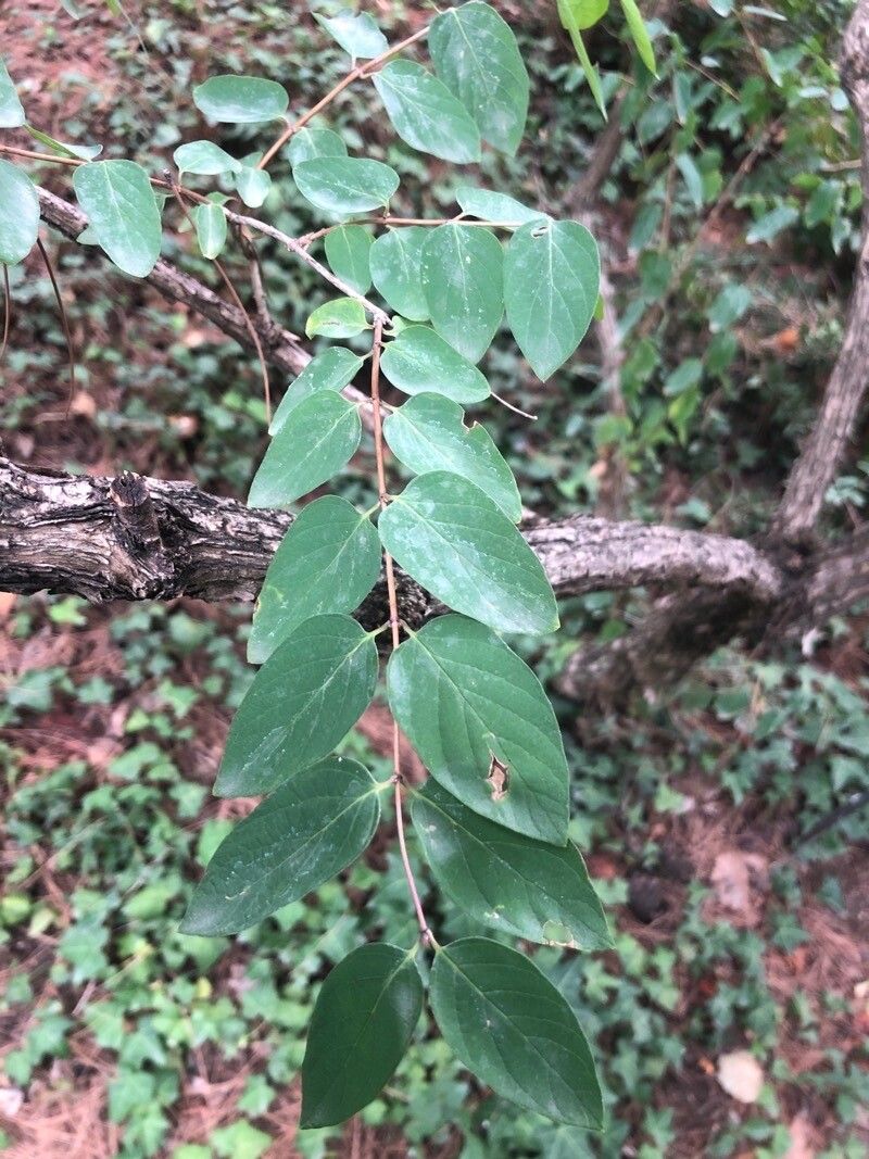 Lonicera ruprechtiana leaf