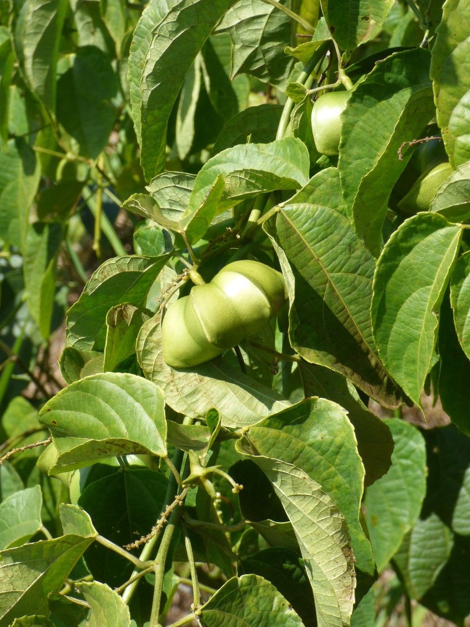 Plukenetia volubilis fruit