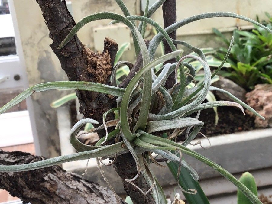 Tillandsia caput-medusae