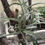 Tillandsia caput-medusae