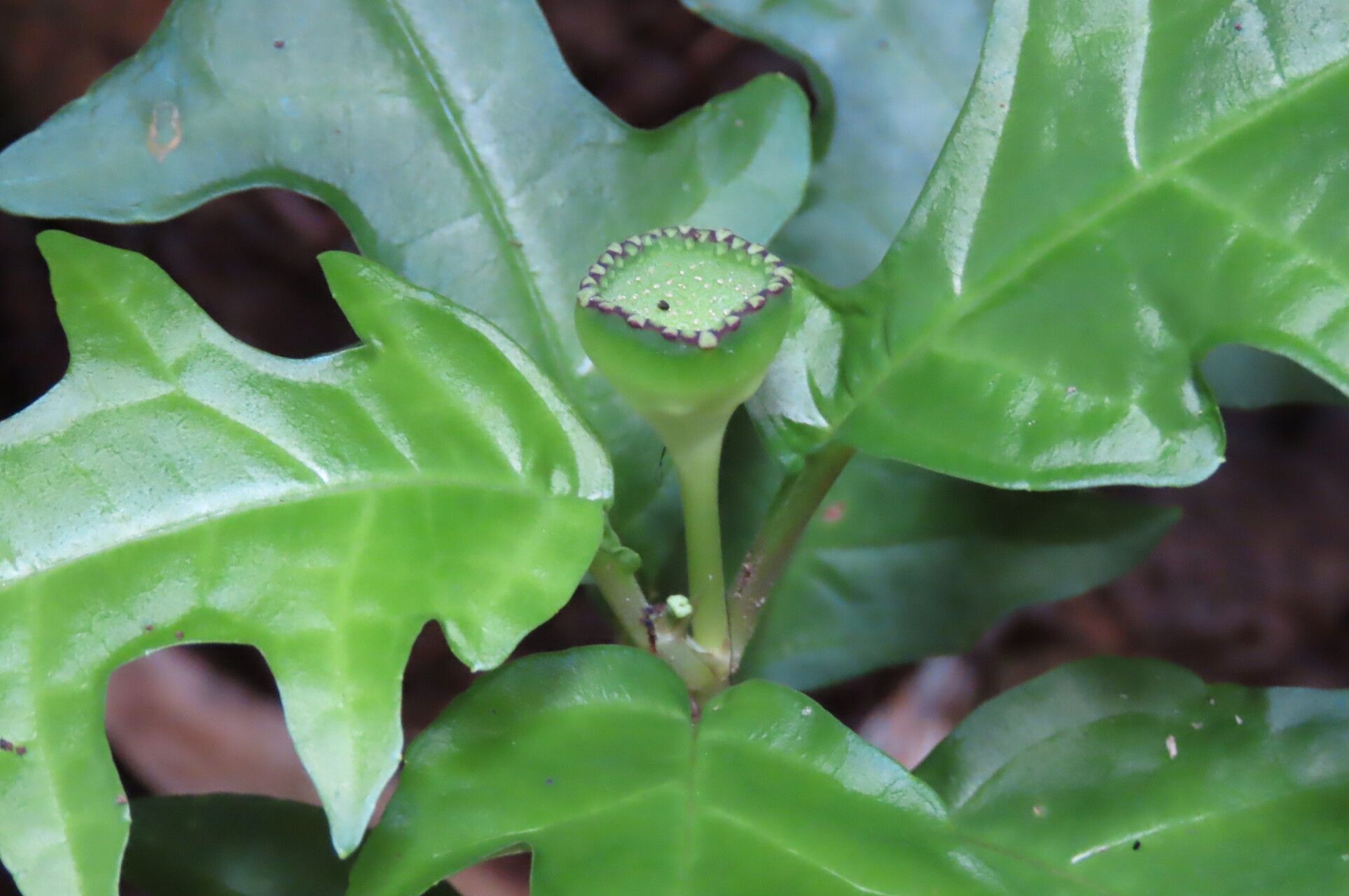 Dorstenia choconiana flower