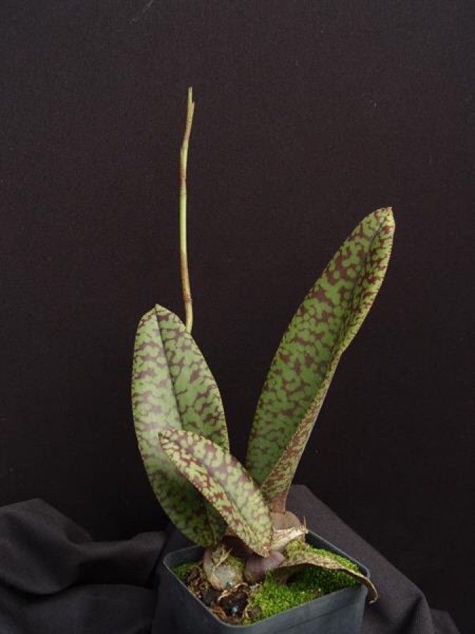 Psychopsis papilio flower