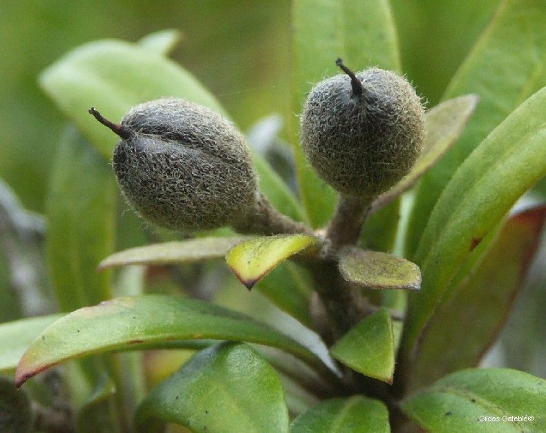 Pittosporum koghiense — search result for 'Pittosporum'