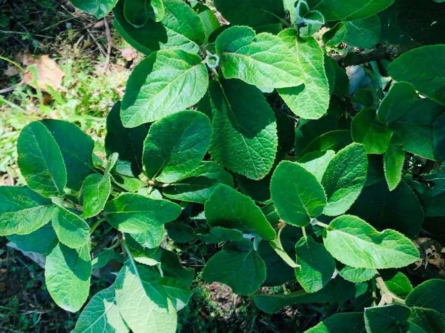 Viburnum mongolicum — search result for 'Viburnum'