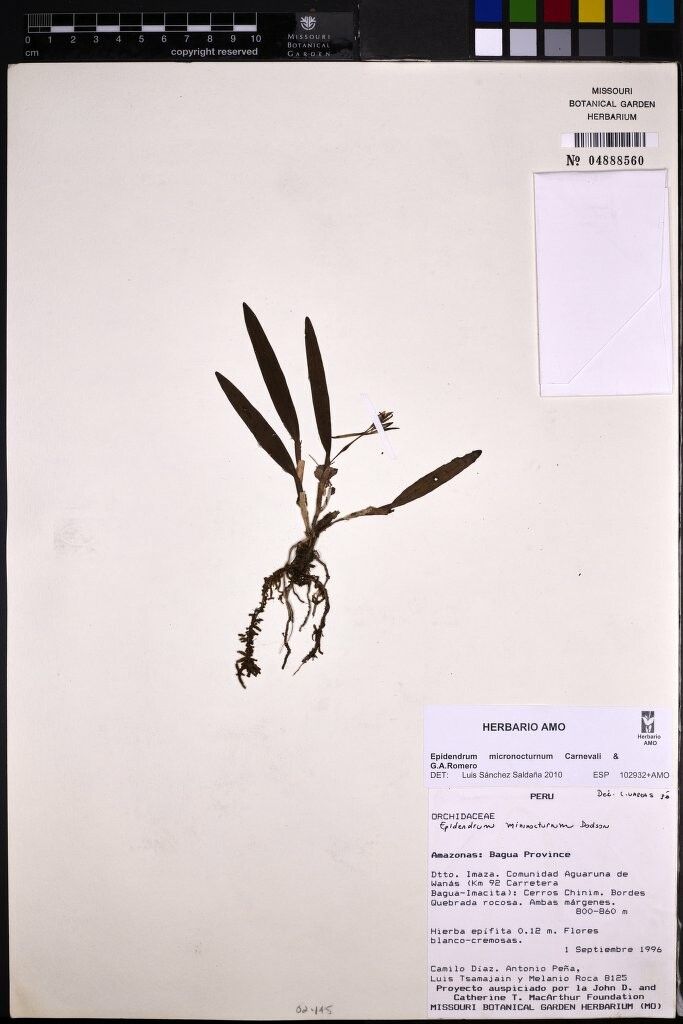 Epidendrum micronocturnum — search result for 'Epidendrum'