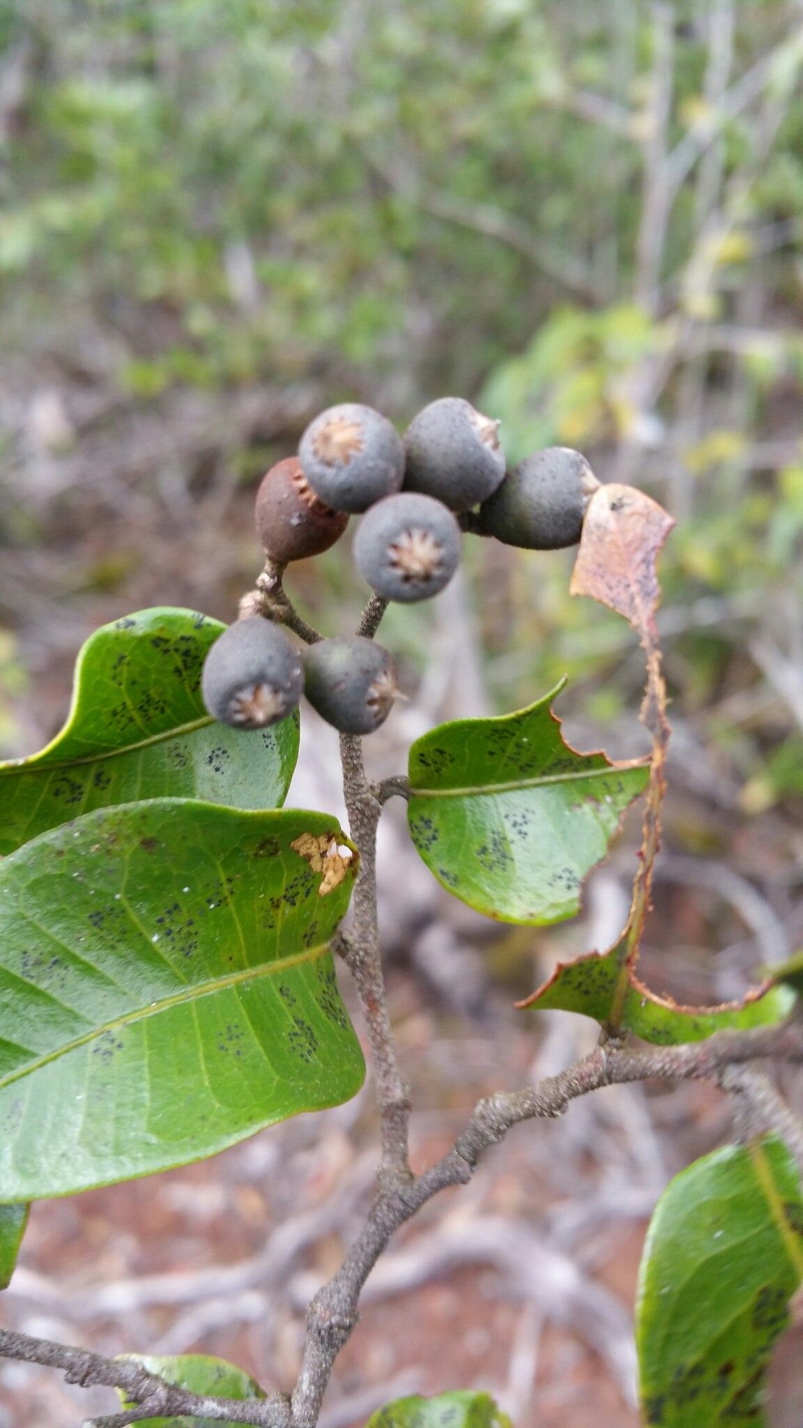 Leptolaena multiflora fruit