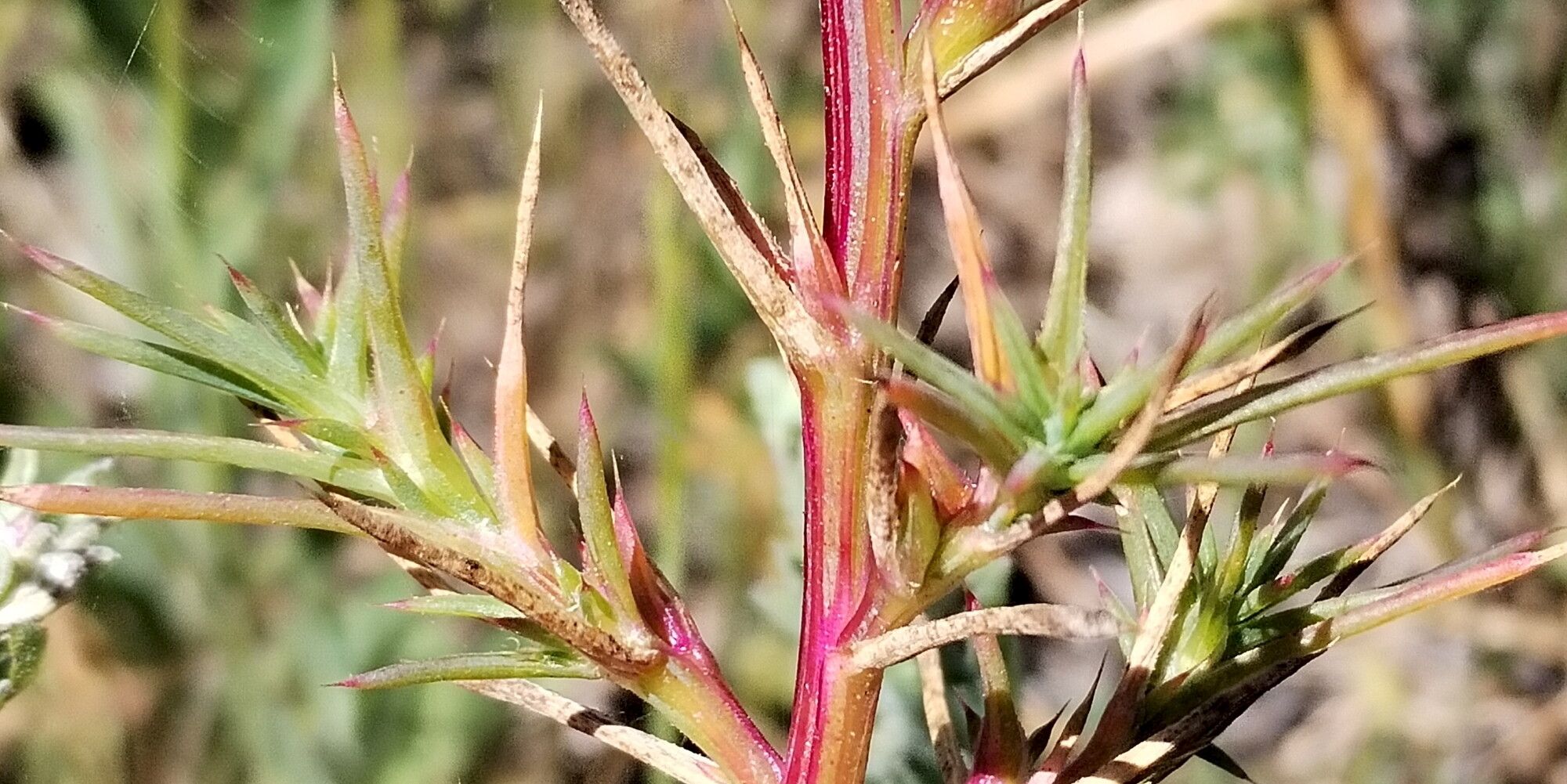 Salsola australis — related species from the same genus