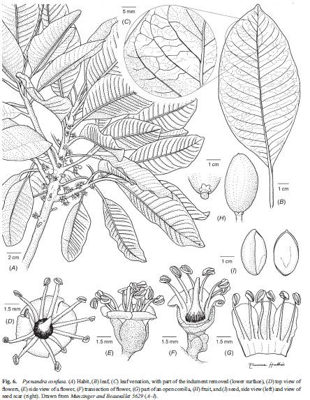 Pycnandra confusa — houseplant care guide