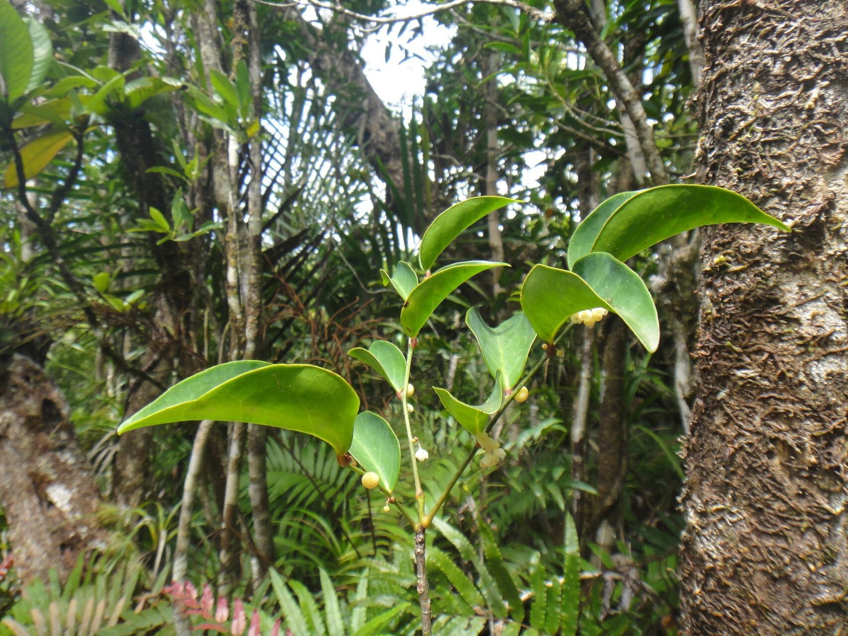 Phyllanthus gneissicus habit