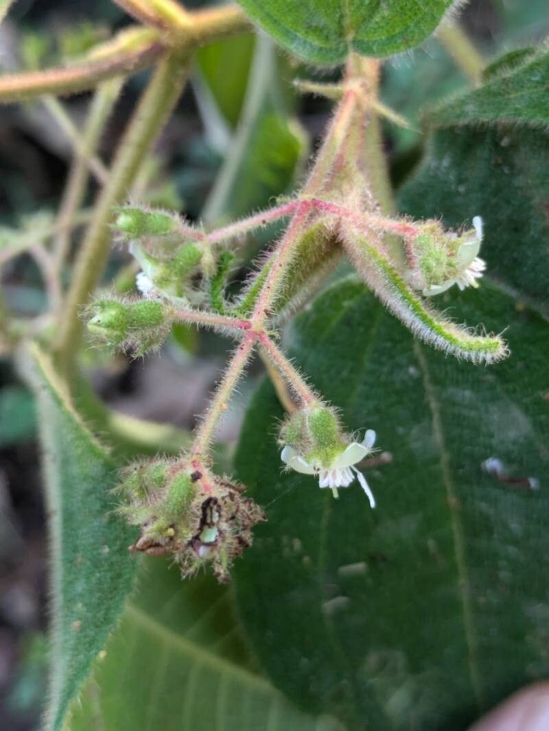 Miconia bullosa — houseplant care guide