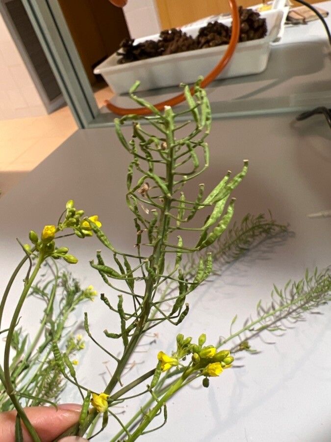 Diplotaxis virgata fruit