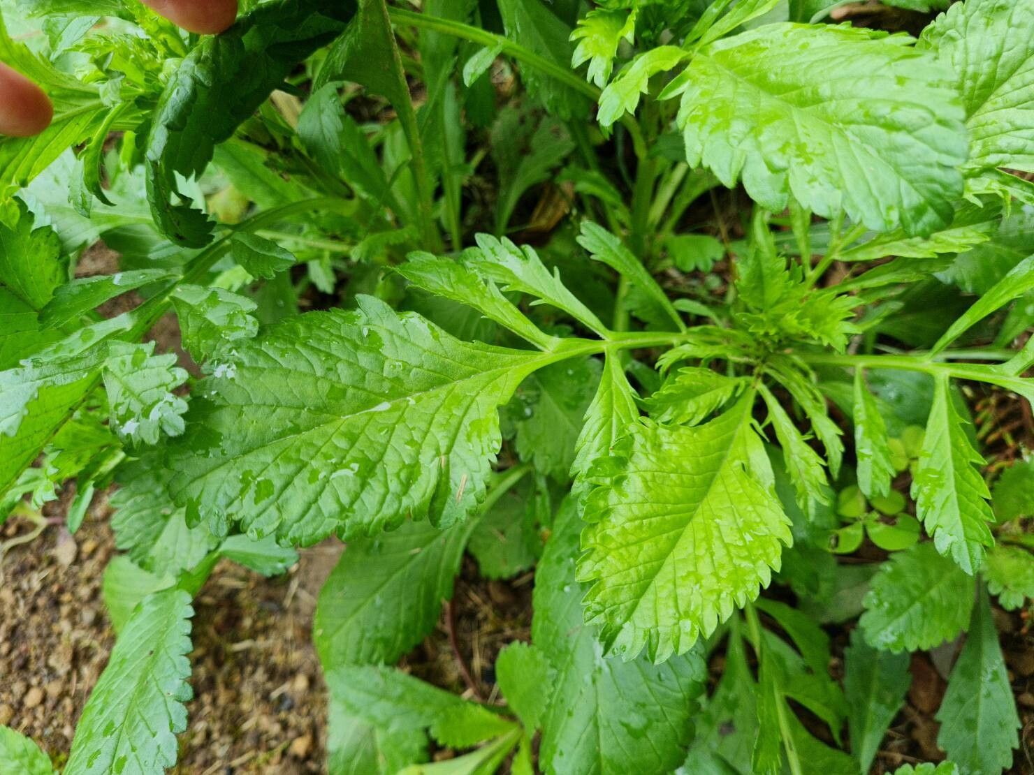 Scabiosa nitens leaf