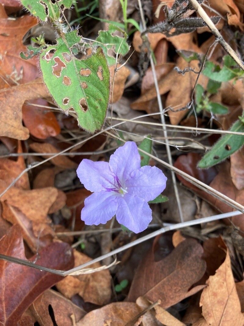Ruellia humilis flower