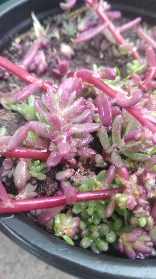 Sedum pulchellum — houseplant care guide