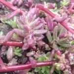 Sedum pulchellum