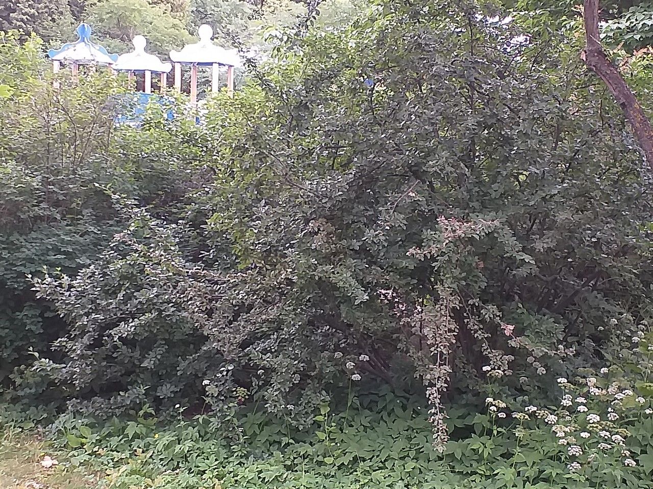 Cotoneaster lucidus leaf