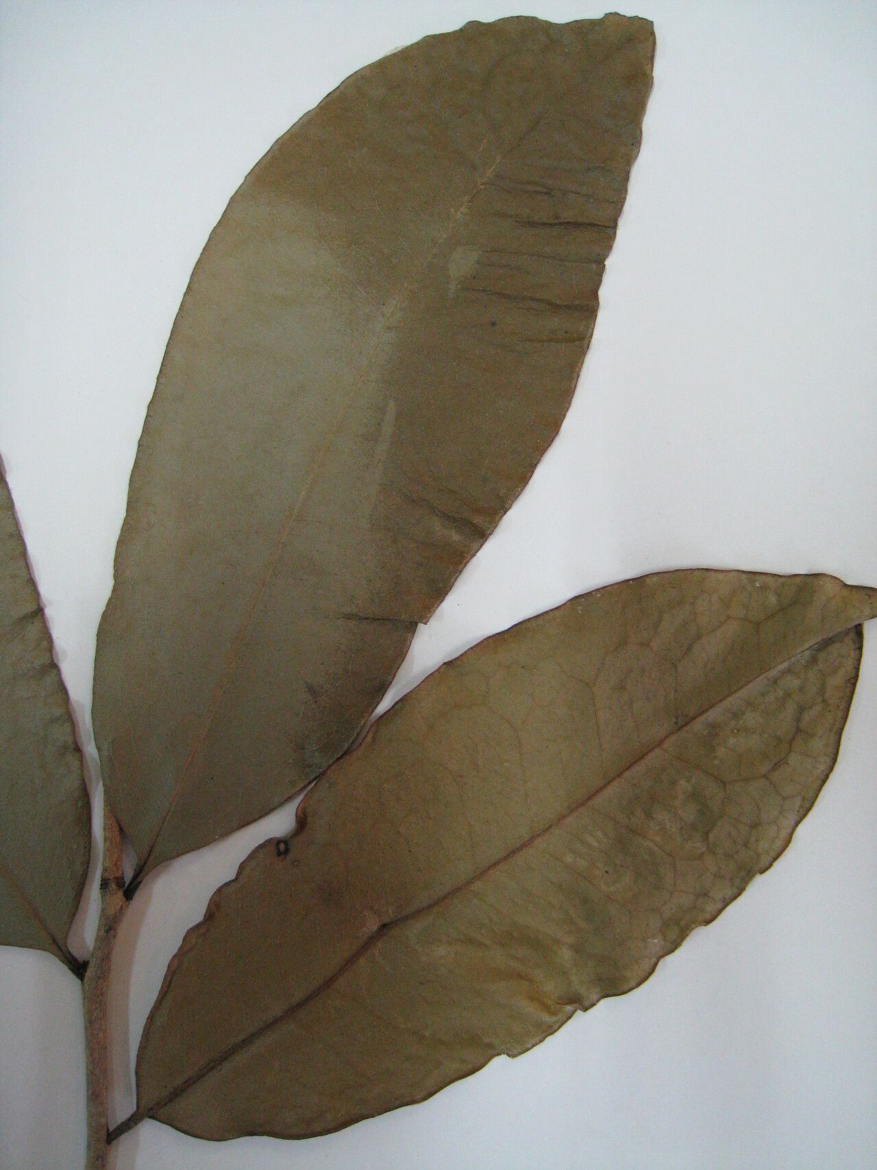 Cinnamodendron tenuifolium — search result for 'Suriname'