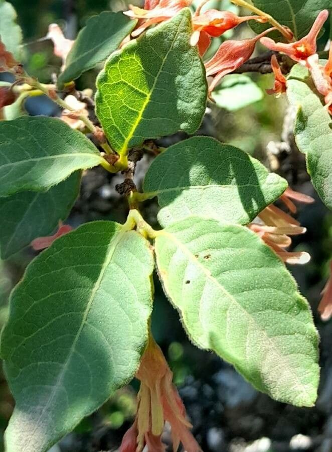 Ruprechtia apetala leaf