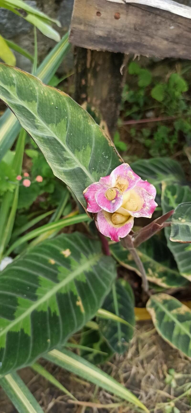 Goeppertia warszewiczii flower