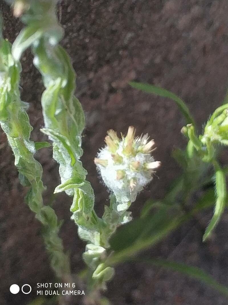 Filago germanica flower