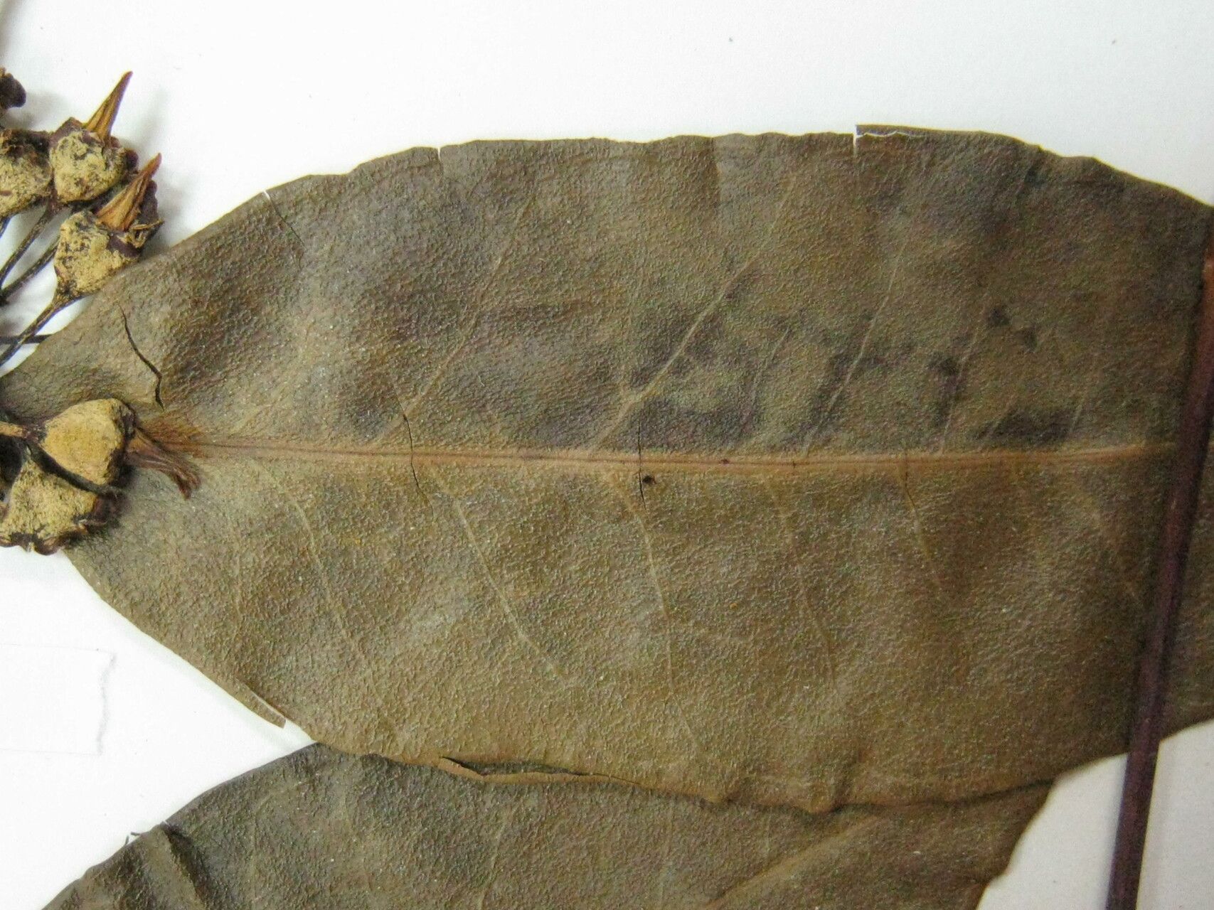 Mouriri acutiflora other