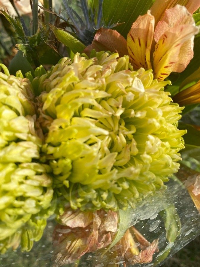 Eriogonum douglasii — search result for 'Eriogonum'