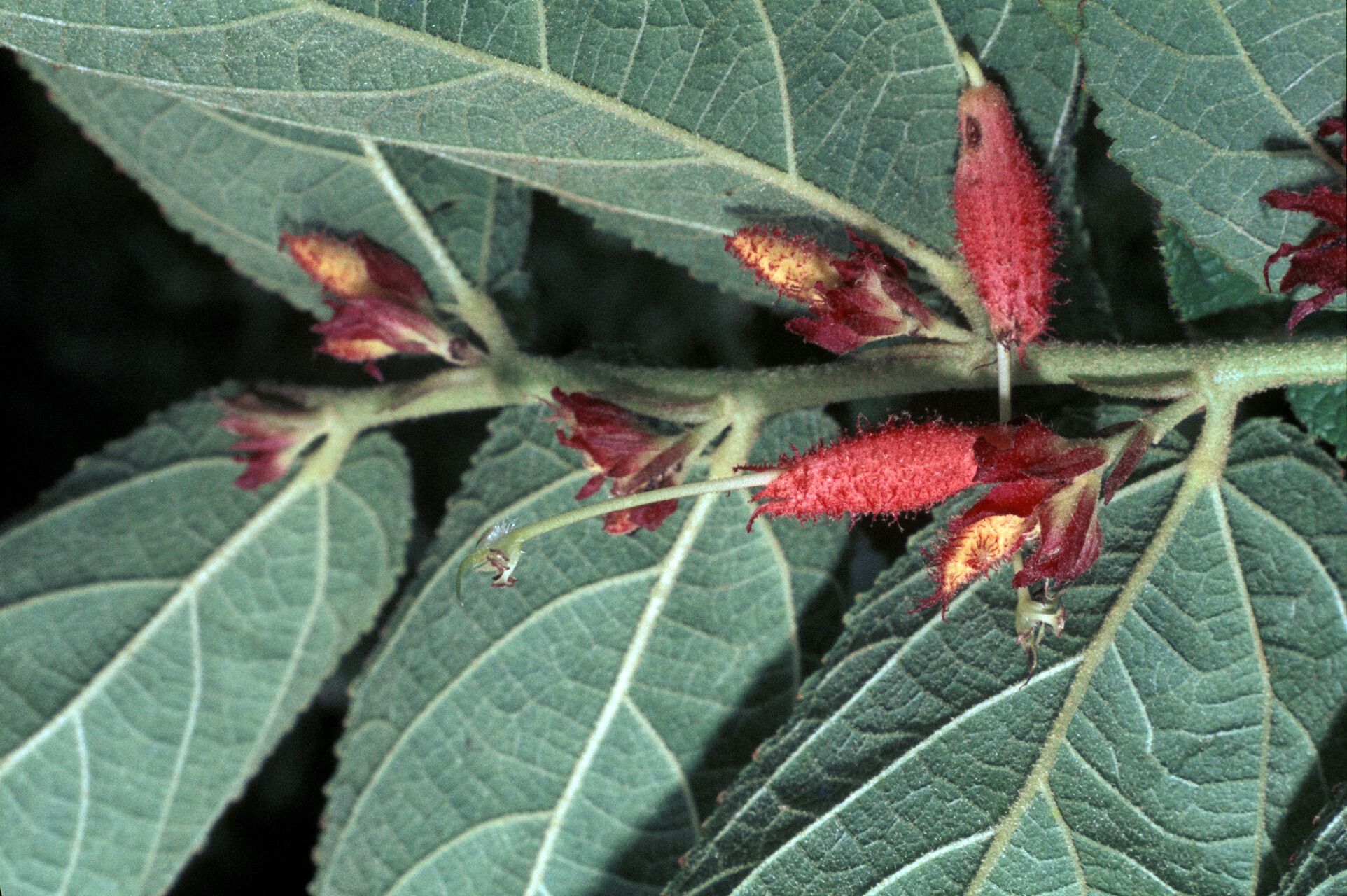 Helicteres pentandra flower