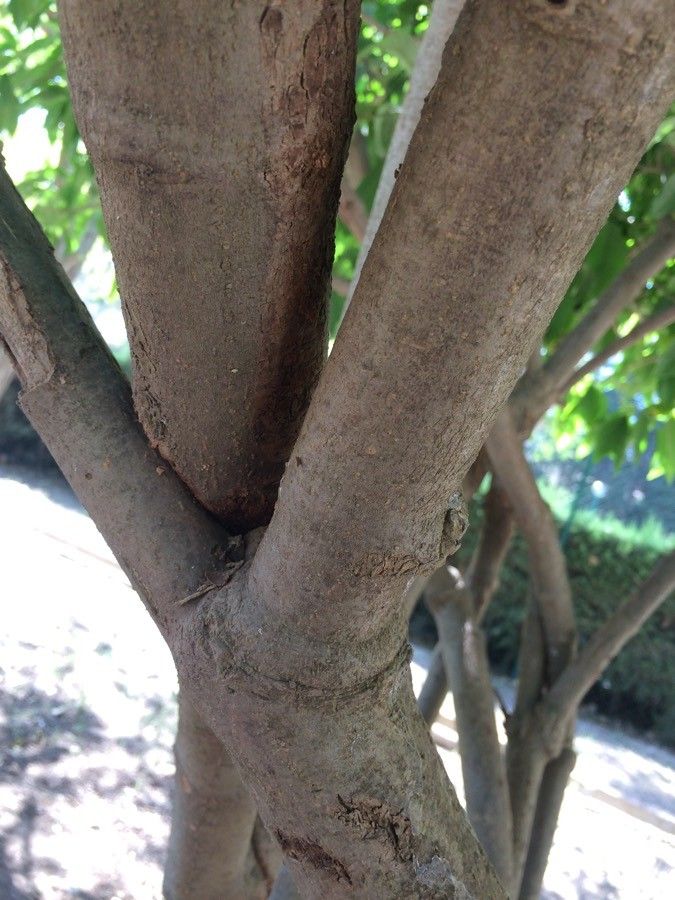 Mussaenda philippica bark