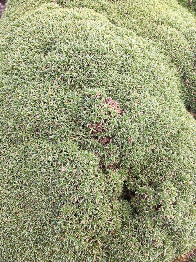 Dianthus anatolicus leaf
