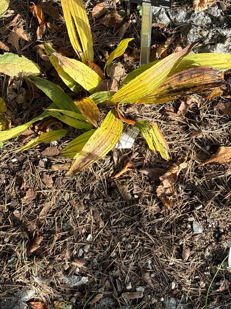 Pleione formosana — related species from the same genus