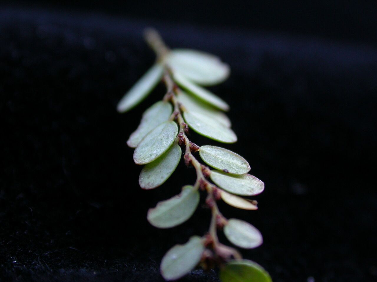 Phyllanthus clarkei — houseplant care guide