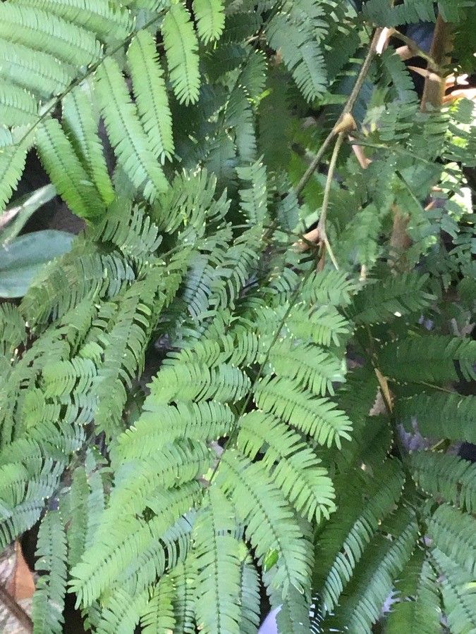 Vachellia cornigera — search result for 'Acacia'