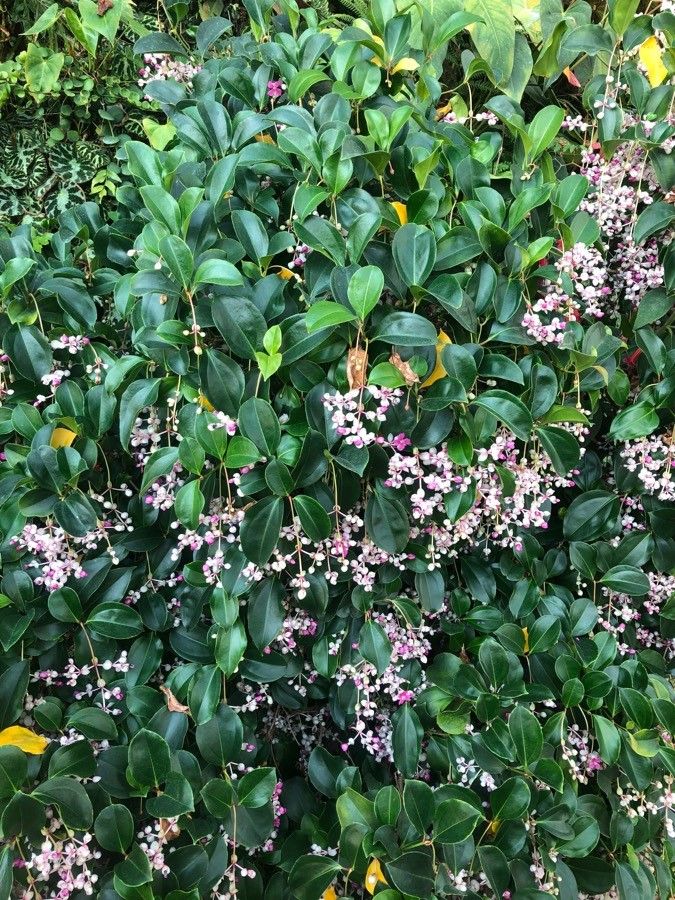 Medinilla mindorensis habit