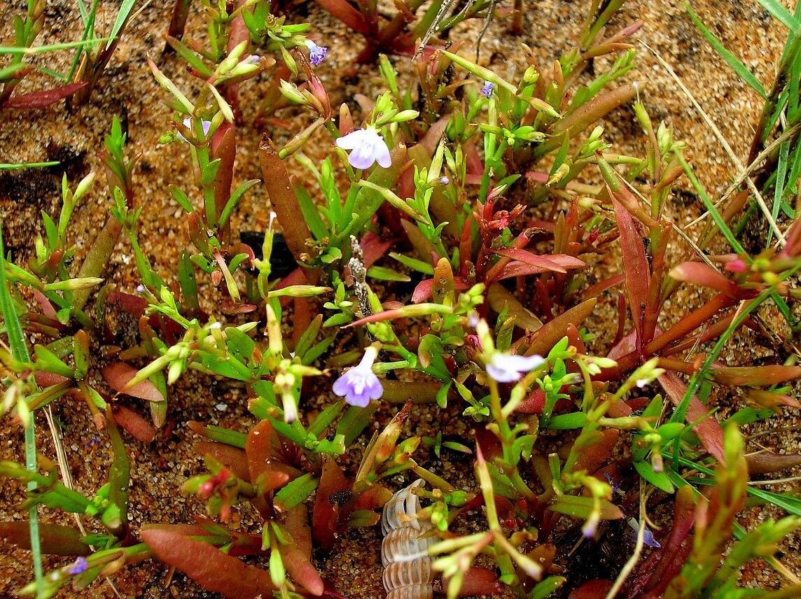 Bonnaya zanzibarica — related species from the same genus