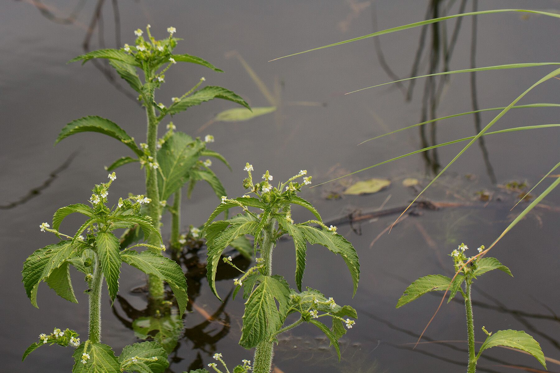 Caperonia fistulosa habit