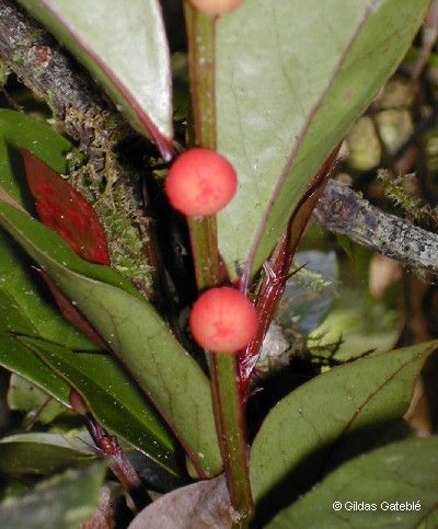 Phyllanthus aoupinieensis — houseplant care guide